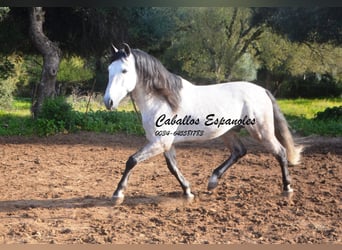 PRE, Stallone, 7 Anni, 158 cm, Grigio pezzato