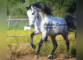 PRE, Stallone, 7 Anni, 158 cm, Grigio pezzato