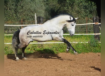 PRE, Stallone, 7 Anni, 158 cm, Grigio pezzato