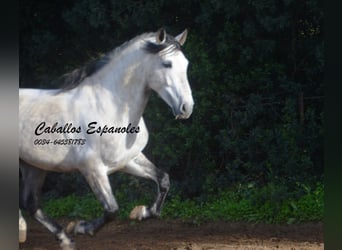 PRE, Stallone, 7 Anni, 158 cm, Grigio pezzato