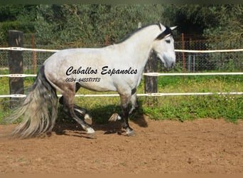 PRE, Stallone, 7 Anni, 158 cm, Grigio pezzato