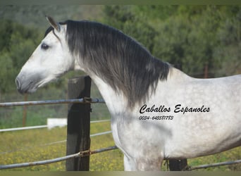 PRE, Stallone, 7 Anni, 158 cm, Grigio pezzato