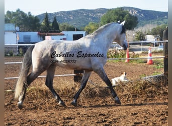 PRE, Stallone, 7 Anni, 158 cm, Grigio pezzato