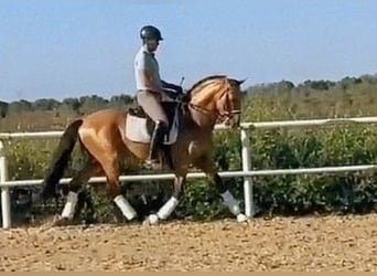 PRE, Stallone, 7 Anni, 158 cm, Pelle di daino