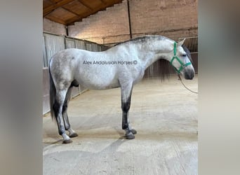 PRE Mix, Stallone, 7 Anni, 160 cm, Grigio