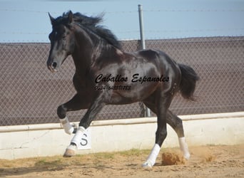 PRE Mix, Stallone, 7 Anni, 161 cm, Morello