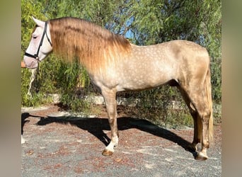 PRE, Stallone, 7 Anni, 162 cm, Champagne