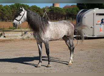 PRE, Stallone, 7 Anni, 162 cm, Grigio pezzato