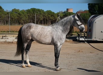 PRE, Stallone, 7 Anni, 162 cm, Grigio pezzato