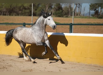 PRE, Stallone, 7 Anni, 162 cm, Grigio pezzato