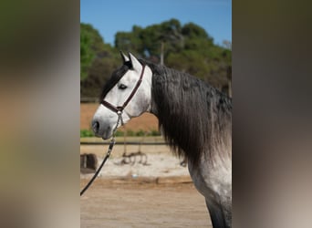 PRE, Stallone, 7 Anni, 162 cm, Grigio pezzato