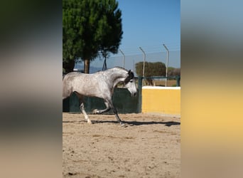 PRE, Stallone, 7 Anni, 162 cm, Grigio pezzato