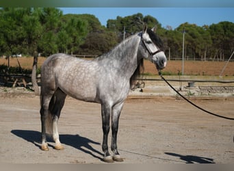 PRE, Stallone, 7 Anni, 162 cm, Grigio pezzato