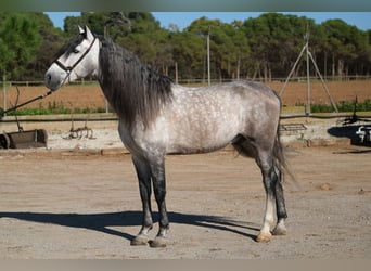 PRE, Stallone, 7 Anni, 162 cm, Grigio pezzato