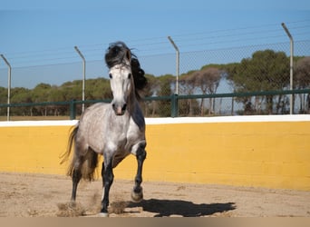 PRE, Stallone, 7 Anni, 162 cm, Grigio pezzato