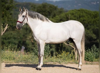 PRE Mix, Stallone, 7 Anni, 163 cm, Grigio