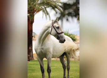 PRE, Stallone, 7 Anni, 163 cm, Grigio trotinato