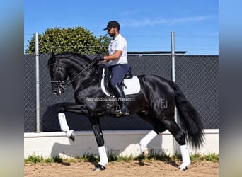 PRE Mix, Stallone, 7 Anni, 163 cm, Morello