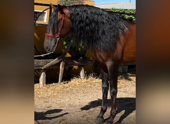 PRE Mix, Stallone, 7 Anni, 164 cm, Baio