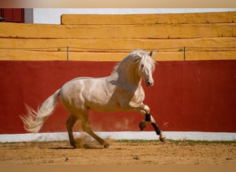 PRE, Stallone, 7 Anni, 164 cm, Cremello