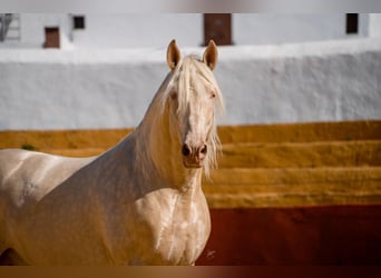 PRE, Stallone, 7 Anni, 164 cm, Cremello
