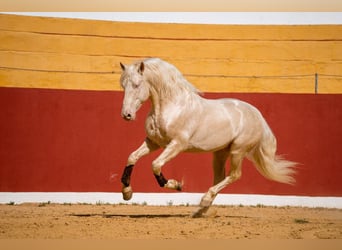 PRE, Stallone, 7 Anni, 164 cm, Cremello