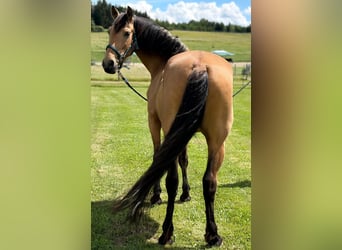 PRE Mix, Stallone, 7 Anni, 164 cm, Falbo