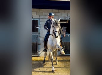 PRE Mix, Stallone, 7 Anni, 164 cm, Grigio