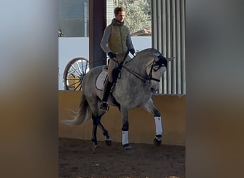 PRE Mix, Stallone, 7 Anni, 164 cm, Grigio pezzato
