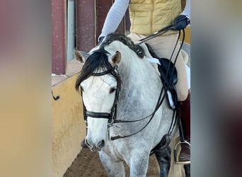 PRE Mix, Stallone, 7 Anni, 164 cm, Grigio pezzato