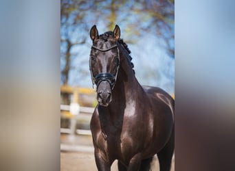 PRE Mix, Stallone, 7 Anni, 164 cm, Morello