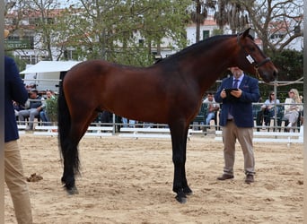 PRE, Stallone, 7 Anni, 165 cm, Baio
