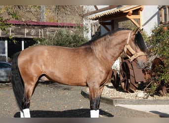 PRE Mix, Stallone, 7 Anni, 165 cm, Falbo