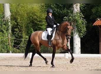 PRE Mix, Stallone, 7 Anni, 165 cm, Falbo