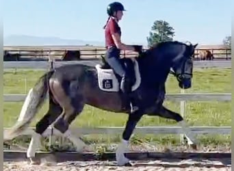 PRE Mix, Stallone, 7 Anni, 165 cm, Grigio