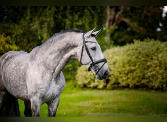 PRE, Stallone, 7 Anni, 165 cm, Grigio