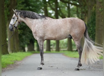 PRE Mix, Stallone, 7 Anni, 165 cm, Grigio