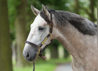 PRE Mix, Stallone, 7 Anni, 165 cm, Grigio
