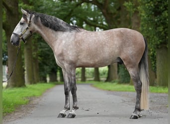 PRE Mix, Stallone, 7 Anni, 165 cm, Grigio