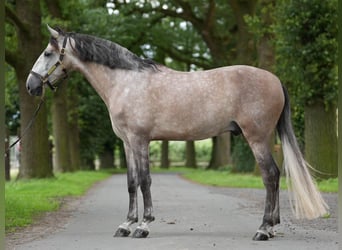 PRE Mix, Stallone, 7 Anni, 165 cm, Grigio