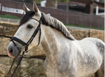 PRE, Stallone, 7 Anni, 165 cm, Grigio