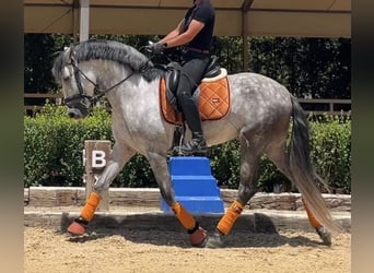 PRE, Stallone, 7 Anni, 165 cm, Grigio