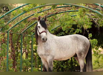 PRE, Stallone, 7 Anni, 165 cm, Grigio pezzato