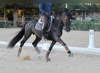 PRE Mix, Stallone, 7 Anni, 165 cm, Morello