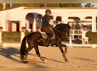 PRE Mix, Stallone, 7 Anni, 165 cm, Morello