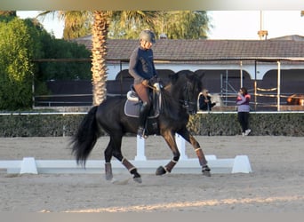 PRE Mix, Stallone, 7 Anni, 165 cm, Morello