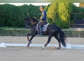 PRE Mix, Stallone, 7 Anni, 165 cm, Morello