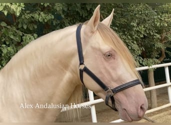 PRE Mix, Stallone, 7 Anni, 165 cm, Perlino