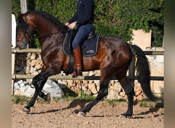 PRE Mix, Stallone, 7 Anni, 166 cm, Baio