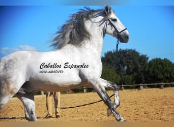 PRE Mix, Stallone, 7 Anni, 166 cm, Grigio